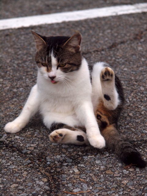 猫は眠いのだ_e0074308_21244744.jpg
