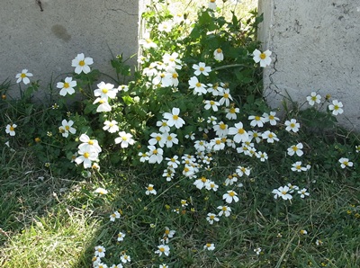 c0223117_02427.jpg