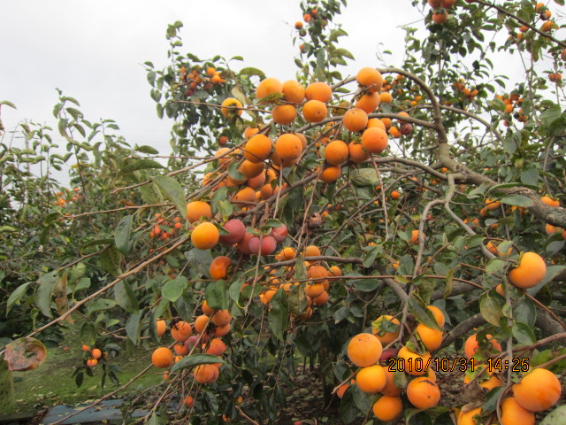 都民の野菜供給地　練馬・半農作地帯を往く_e0059721_21534624.jpg