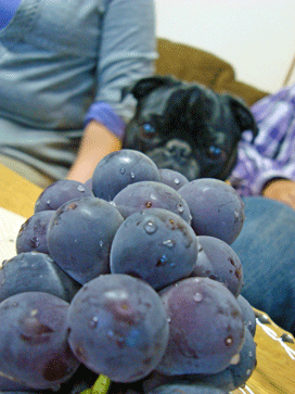 f0232522_10373268.gif