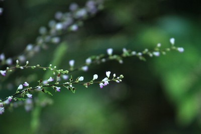 c0104227_8341730.jpg