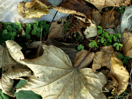 a0094336_10928.jpg