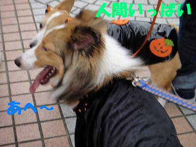 ハロウィンわんわんパレード♪その2~_e0195743_12461484.jpg