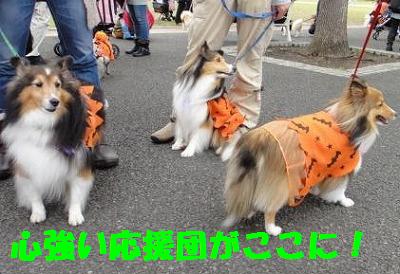 ハロウィンわんわんパレード♪その2~_e0195743_12472770.jpg