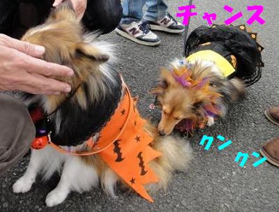 ハロウィンわんわんパレード♪その1~_e0195743_2201296.jpg