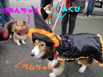ハロウィンわんわんパレード♪その1~_e0195743_220326.jpg