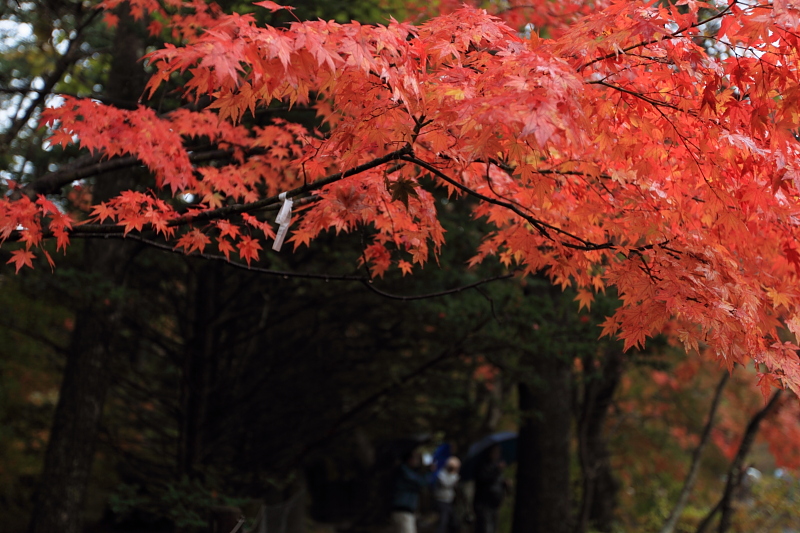 紅葉　2010年_b0181761_12271257.jpg