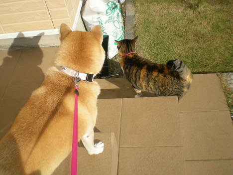 2010年11月1日(月)トスカーナ、天空の町オルヴィエートへ③_f0060461_21522246.jpg