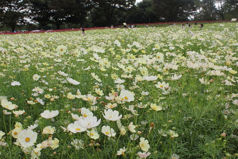 昭和記念公園のコスモス再び_a0128464_06812.jpg