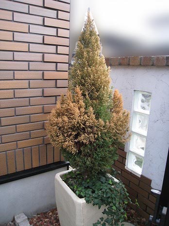 ゴールドクレストが本格的にヤバくなってきた Golf Movies The Blog