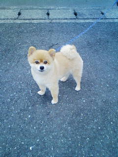 柴犬 子供服フラム 浜松市西区入野町4903 12