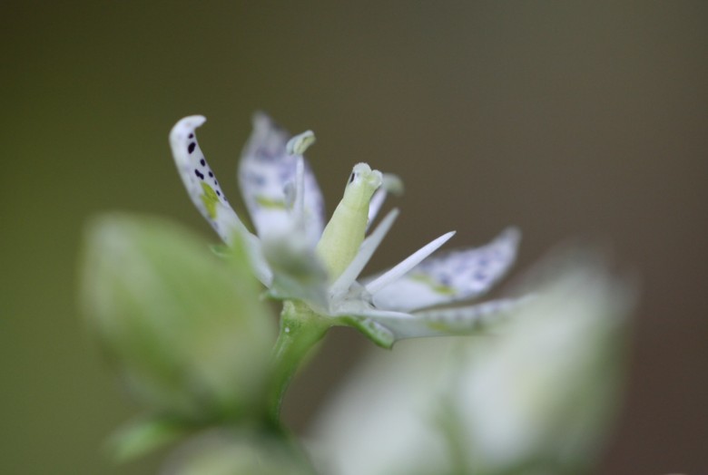 庭の秋の花５　アケボノソウとリンドウ_c0144185_1510212.jpg