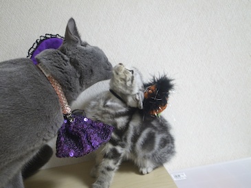 Halloween　Love♡_c0203287_16244457.jpg