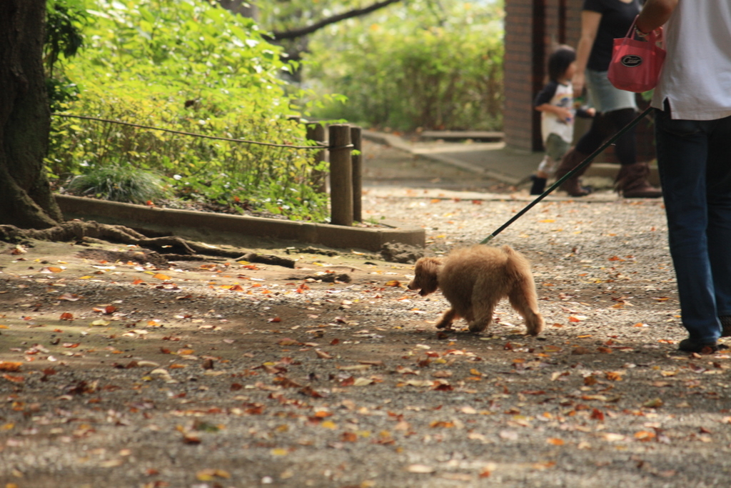 ある秋の日の散策～多摩川台公園での出会い♪_e0195587_1948265.jpg