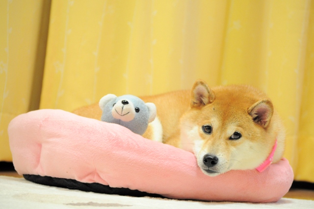 ケンちゃん、元気!?_a0126590_5174586.jpg