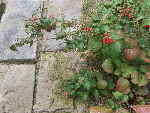 天窓 natu * 素敵なナチュラルガーデンから* 福岡で庭造り、外構工事(エクステリア)をしてます