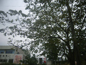 f0161703_759408.jpg