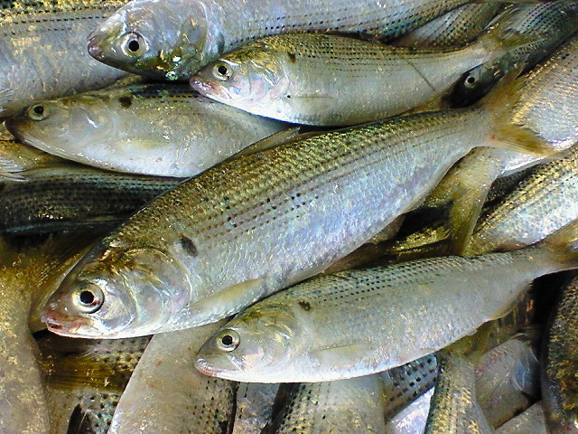 鮗 コノシロ 玉島魚市場 お魚情報