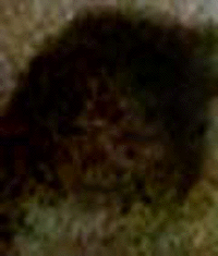 e0103408_16501192.gif