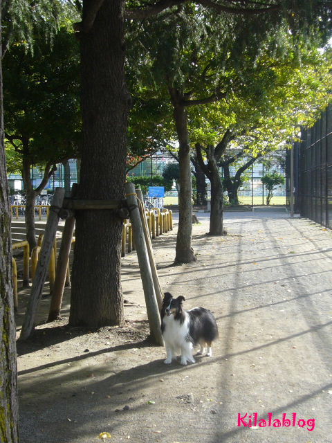 e0130008_19565140.jpg