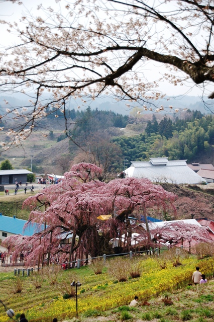 SAKURA　2009_e0206031_1914146.jpg