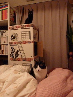 ババンババンバンバン猫 空編。_a0143140_2071372.jpg