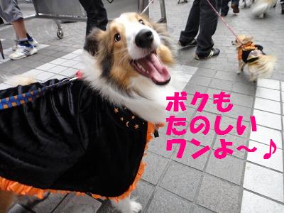 ハロウィンわんわんパレード♪その3~ _e0195743_393572.jpg