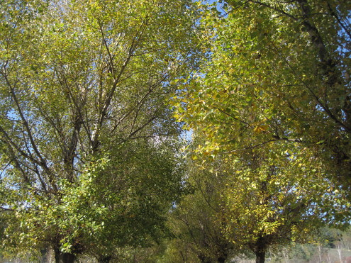 a0162251_17282313.jpg