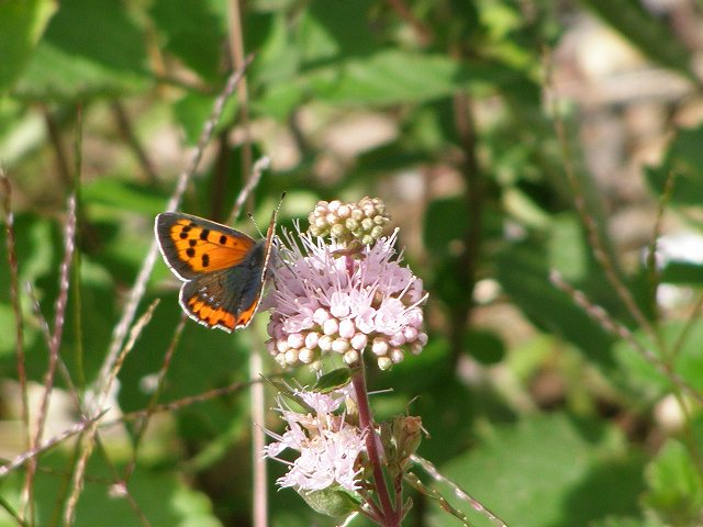 a0018655_20421352.jpg