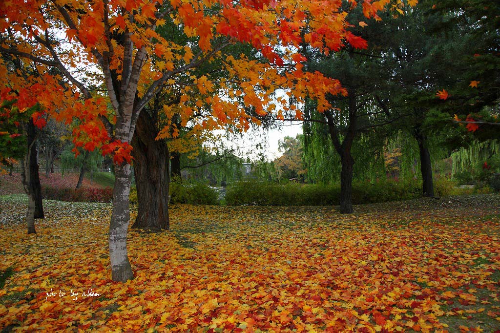 白鳥さんと紅葉より～_a0039860_19431927.jpg