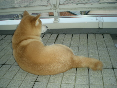 11月2日(火)トスカーナ、フェレンツェでの夕食!④_f0060461_16393659.jpg