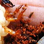 f0215268_12441189.jpg