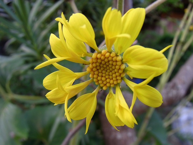 e0181373_20261452.jpg