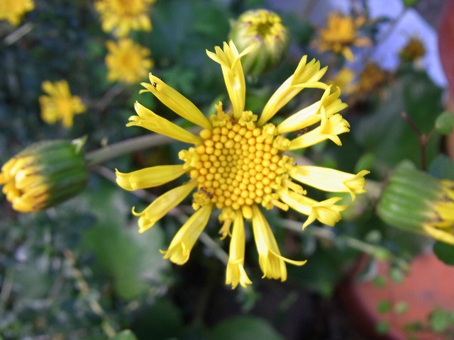 e0181373_20264099.jpg
