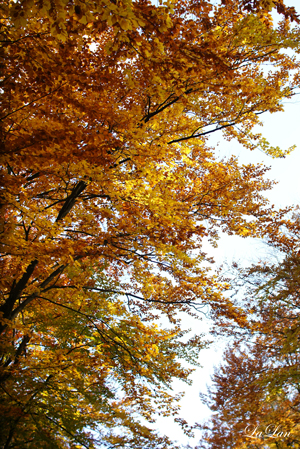 d0141376_711340.jpg