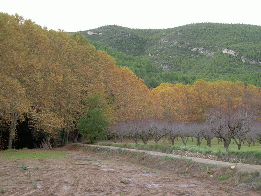 秋のお散歩　Torrelles de Foix _e0205478_113113.jpg