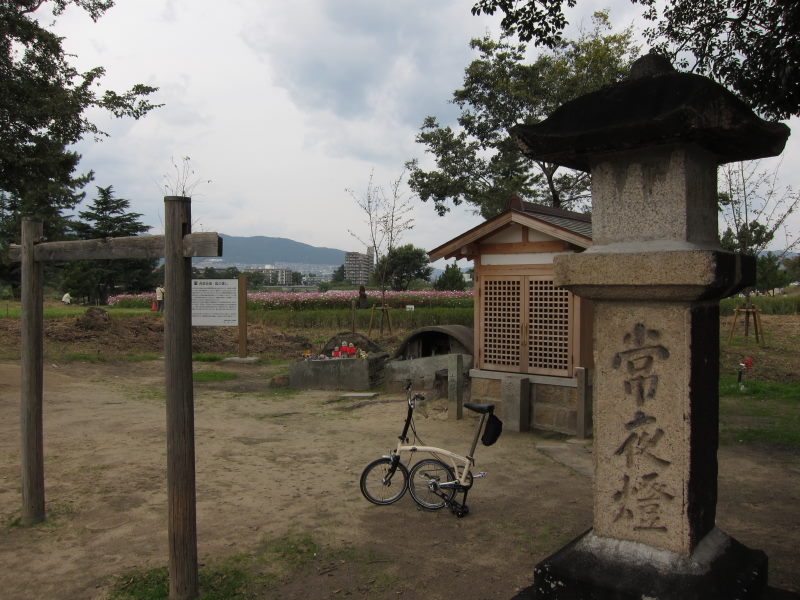 鮮やか！！河川敷を染め上げるコスモス_e0138081_17302593.jpg