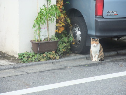 四谷の猫_b0206085_18294940.jpg