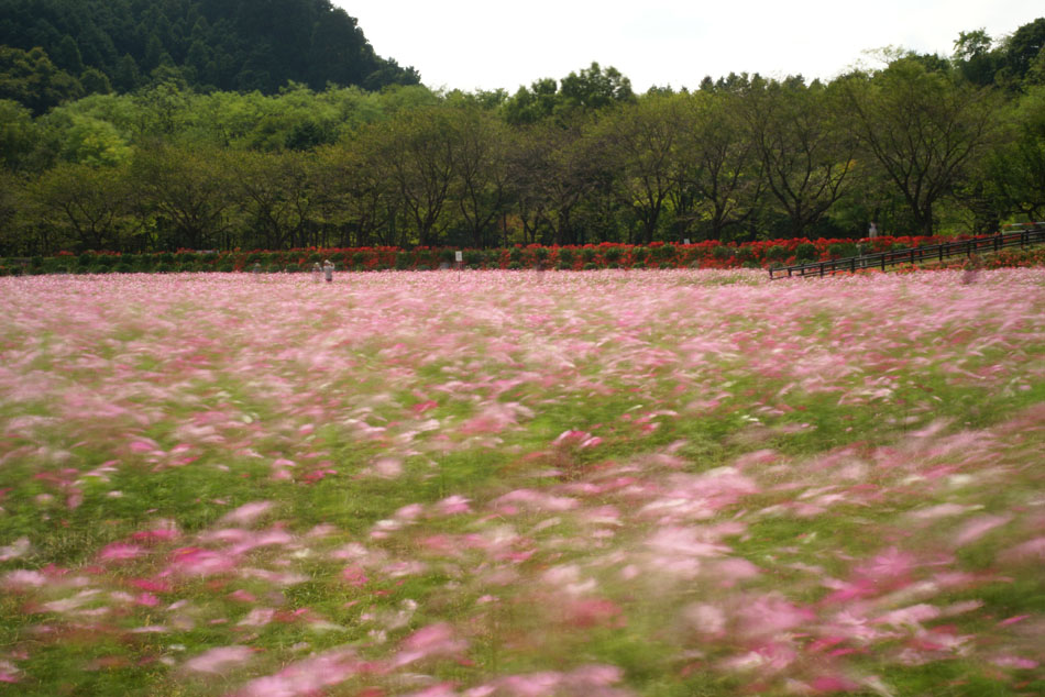 秋桜風_f0063686_2221438.jpg