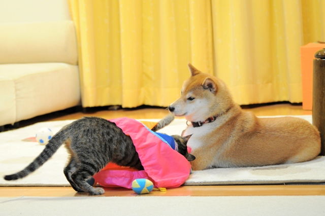 永遠のチョロQちゃん_a0126590_5272963.jpg