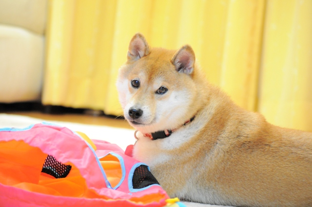 永遠のチョロQちゃん_a0126590_5285137.jpg