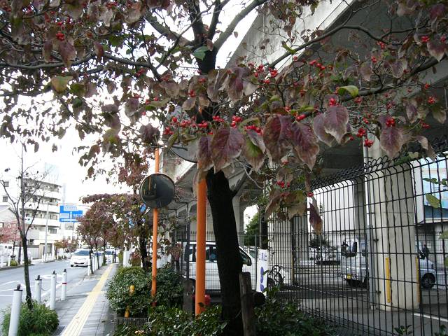 みずき通り紅葉_f0167310_19334426.jpg