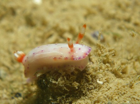 10.11.3 午後から2Dive_b0100730_2251825.jpg