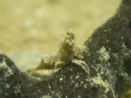 10.11.3 午後から2Dive_b0100730_2253545.jpg