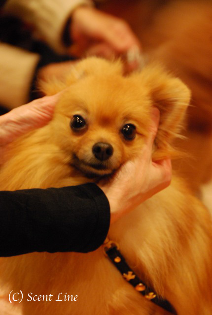 第3回「愛犬の為の整体教室」の模様 その2_c0099133_1305485.jpg