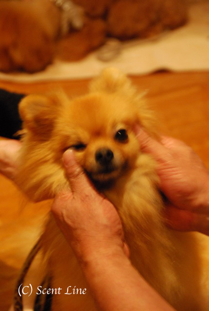 第3回「愛犬の為の整体教室」の模様 その2_c0099133_131155.jpg