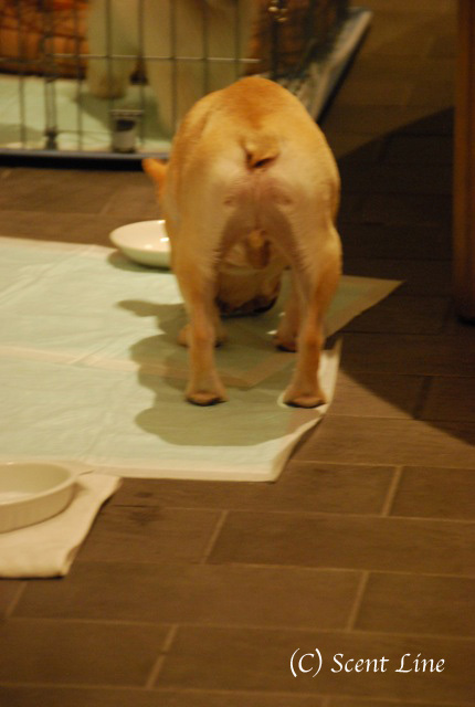 第3回「愛犬の為の整体教室」の模様 その2_c0099133_1315391.jpg