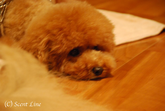 第3回「愛犬の為の整体教室」の模様 その2_c0099133_132138.jpg