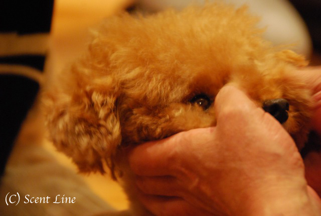 第3回「愛犬の為の整体教室」の模様 その2_c0099133_1321827.jpg