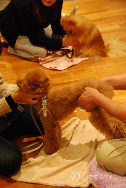 第3回「愛犬の為の整体教室」の模様 その2_c0099133_1322875.jpg